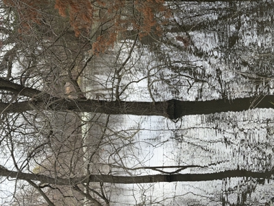 For Sale 40 Acres Homestead, Recreational Property In Need Of Tlc - image 4