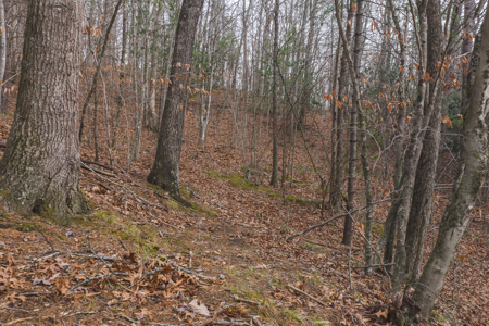 40+/- Secluded Acres Near the New River Lansing/West Jefferson - image 7