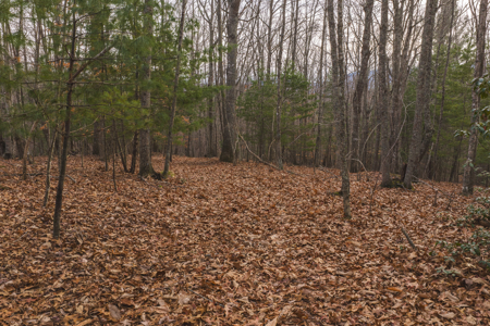 40+/- Secluded Acres Near the New River Lansing/West Jefferson - image 15