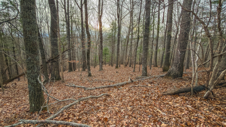 40+/- Secluded Acres Near the New River Lansing/West Jefferson - image 33