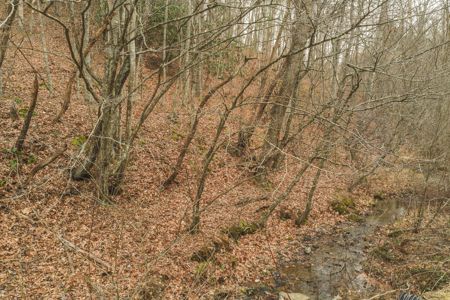 40+/- Secluded Acres Near the New River Lansing/West Jefferson - image 5