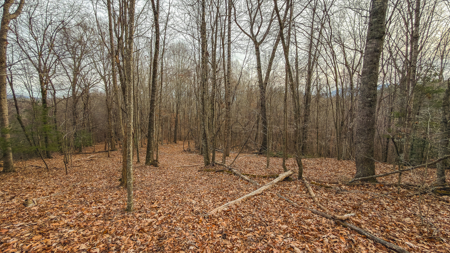 40+/- Secluded Acres Near the New River Lansing/West Jefferson - image 31