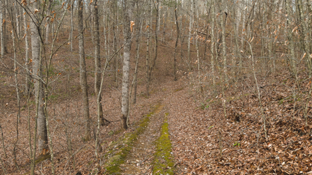 40+/- Secluded Acres Near the New River Lansing/West Jefferson - image 21