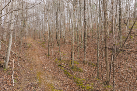 40+/- Secluded Acres Near the New River Lansing/West Jefferson - image 24