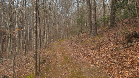 40+/- Secluded Acres Near the New River Lansing/West Jefferson - image 28
