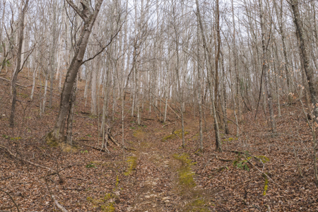 40+/- Secluded Acres Near the New River Lansing/West Jefferson - image 8