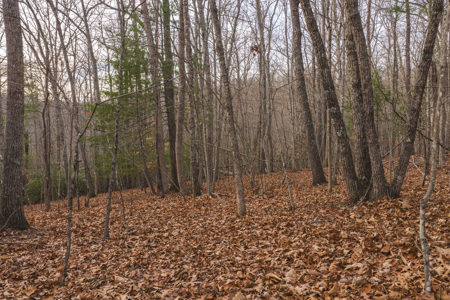 40+/- Secluded Acres Near the New River Lansing/West Jefferson - image 27