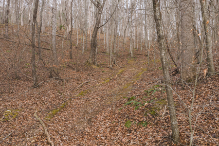 40+/- Secluded Acres Near the New River Lansing/West Jefferson - image 23