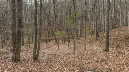 40+/- Secluded Acres Near the New River Lansing/West Jefferson - image 29