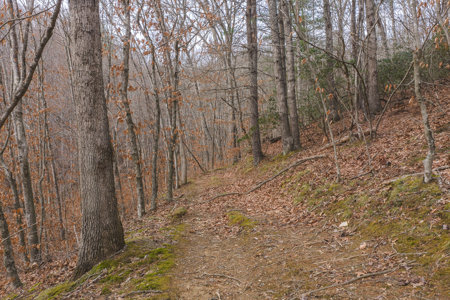 40+/- Secluded Acres Near the New River Lansing/West Jefferson - image 6