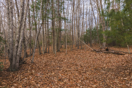 40+/- Secluded Acres Near the New River Lansing/West Jefferson - image 14