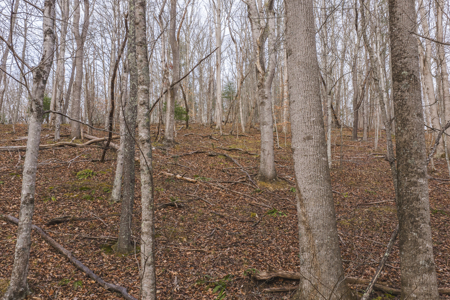 40+/- Secluded Acres Near the New River Lansing/West Jefferson - image 9