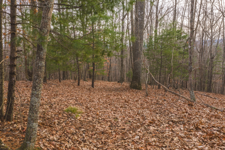 40+/- Secluded Acres Near the New River Lansing/West Jefferson - image 16