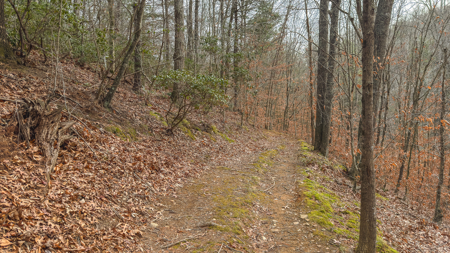 40+/- Secluded Acres Near the New River Lansing/West Jefferson - image 19