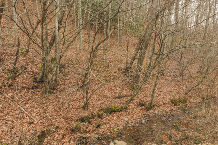 40+/- Secluded Acres Near the New River Lansing/West Jefferson - image 4