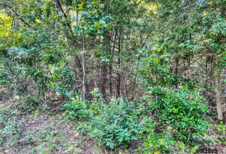 Holiday Island Lot Near Lakes, Golf & Eureka Springs! - image 3