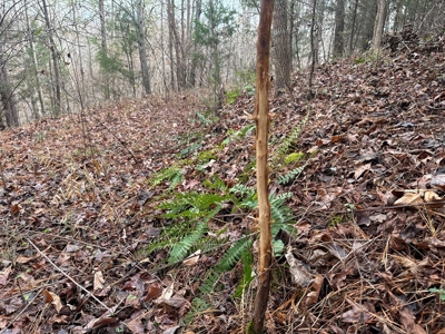 4.31 Acres with Creek & Views in Halifax County, VA - image 9