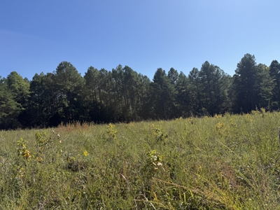 Hunting Land For Sale In North Central Arkansas - image 3