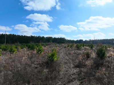 East Texas hunting and recreational land for sale - image 4