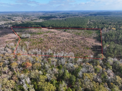 East Texas hunting and recreational land for sale - image 3