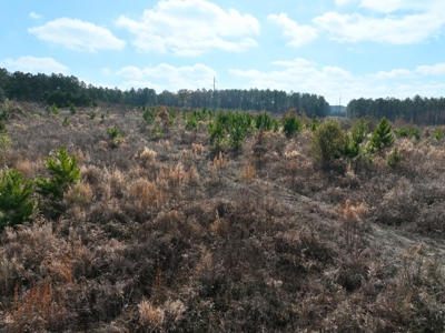 East Texas hunting and recreational land for sale - image 5