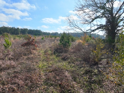 East Texas hunting and recreational land for sale - image 7