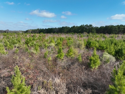 East Texas hunting and recreational land for sale - image 6