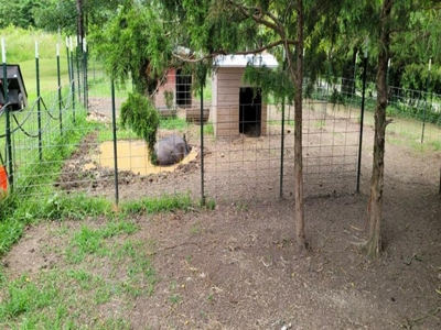 Country Home With Orchard And Pond - image 9