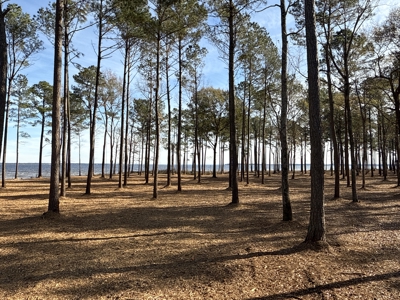 Prime 112-Acre Pungo River Waterfront Land for Sale - image 14