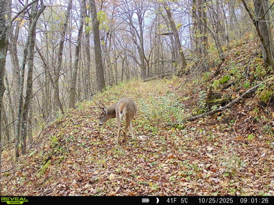 100 +/- Acre Ridge-Top Driftless Retreat in Crawford County WI - image 30