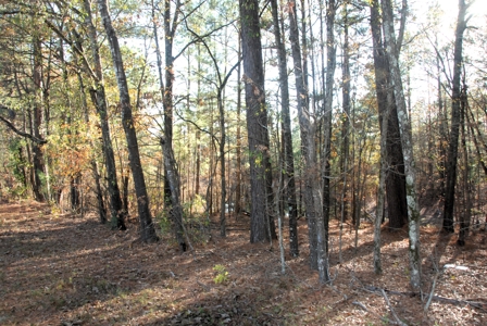 East Texas Land for Sale Near Hawkins in Wood County - image 16