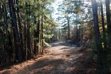 East Texas Land for Sale Near Hawkins in Wood County - image 7