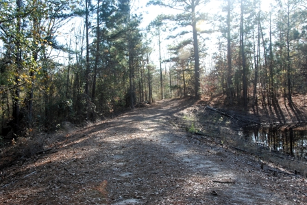 East Texas Land for Sale Near Hawkins in Wood County - image 8