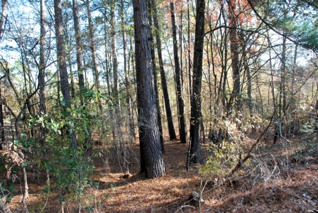 East Texas Land for Sale Near Hawkins in Wood County - image 11