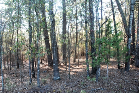 East Texas Land for Sale Near Hawkins in Wood County - image 15