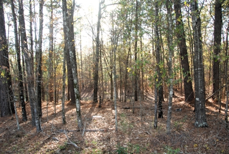 East Texas Land for Sale Near Hawkins in Wood County - image 14