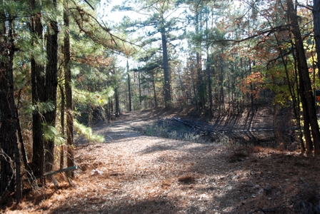 East Texas Land for Sale Near Hawkins in Wood County - image 5