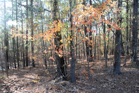 East Texas Land for Sale Near Hawkins in Wood County - image 12