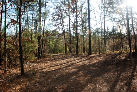 East Texas Land for Sale Near Hawkins in Wood County - image 10