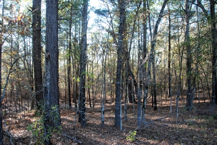 East Texas Land for Sale Near Hawkins in Wood County - image 13
