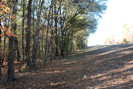 East Texas Land for Sale Near Hawkins in Wood County - image 6