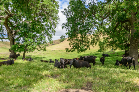 uxury Country Estate in Vacaville, CA English Hills 7.16 Acres - image 11