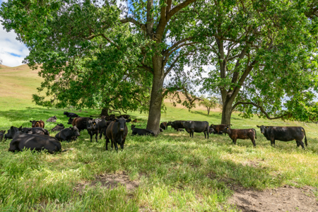 Luxury Homesites Ready to Build Vacaville, CA 6.71 Acres - image 20