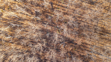 Prime Hunting Land for sale in the Missouri Ozarks - image 9