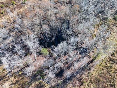 Midway Tract - 133± Acres of Prime Recreational & Investment Land - image 3