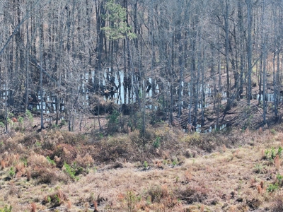 Midway Tract - 133± Acres of Prime Recreational & Investment Land - image 6