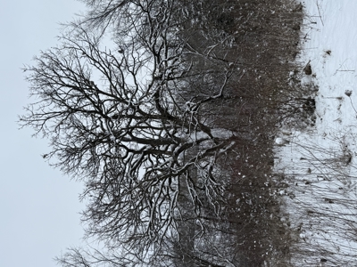 Mahaska County 135.5 +/- Acres Hunting & Investment Land For Sale - image 35