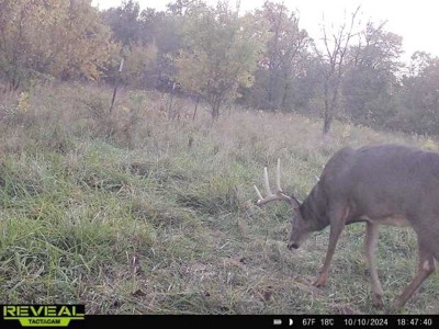 Mahaska County 135.5 +/- Acres Hunting & Investment Land For Sale - image 39