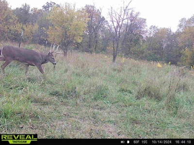 Mahaska County 135.5 +/- Acres Hunting & Investment Land For Sale - image 41