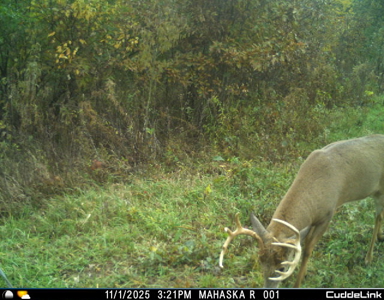 Mahaska County 135.5 +/- Acres Hunting & Investment Land For Sale - image 7